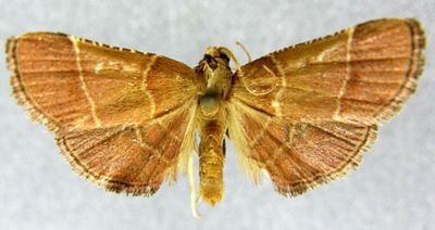 Tegulifera lienpingialis (Caradja, 1925)