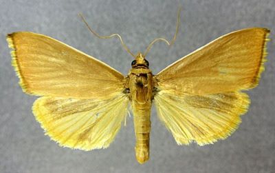 Calamochrous eumorphalis (Caradja, 1925)