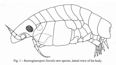 Rostrogitanopsis litoralis (Ortiz and Lalana, 1999)