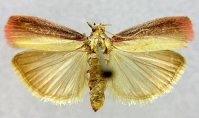 Laodamia semirubella f. nigrella (Caradja, 1916)