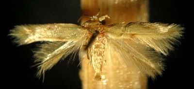 Tischeria longiciliatella (Ebel, 1896)