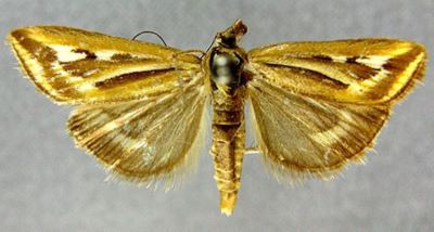 Loxostege rhabdalis var. rubrotinctalis (Caradja, 1934)