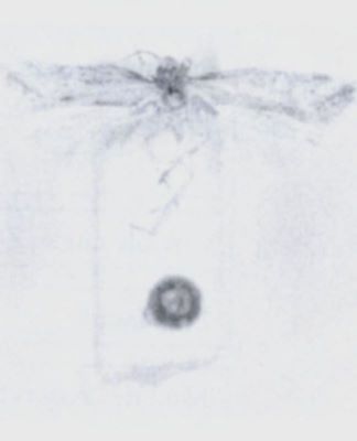 pigritia mediocris; Pigritia biatomella (Walsingham, 1897)