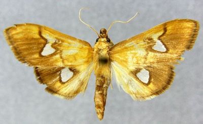 Nosophora semitritalis hilaralis (Caradja, 1925)