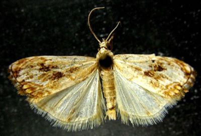 Catoptria persephone (Bleszynski, 1965)