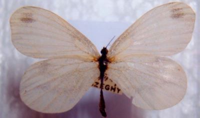 Leptidea sinapis (Linnaeus, 1758) ssp.diniensis (Boisduval, 1839)