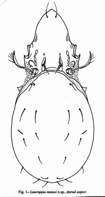 Lauroppia motasi, ord. Acari, fam. Oppiidae