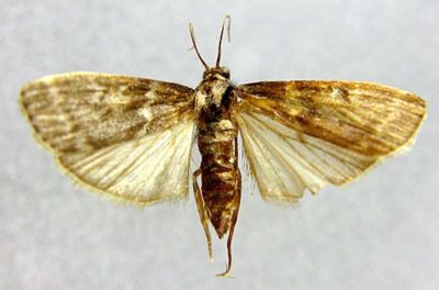 Salebria cantonella (Caradja, 1925)