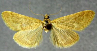 Pyrausta zeitunalis (Caradja, 1916)