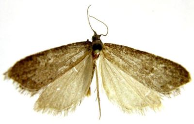 exapate congelatella ssp. tibetana; Exapate congelatella tibetana (Caradja, 1939