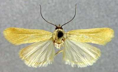 Adelosema straminella (Zerny, 1914)