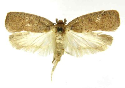 depressaria ridigella var. epirigidella; Depressaria ridigella (Chretien) var. epirigidella (Caradja, 1920)