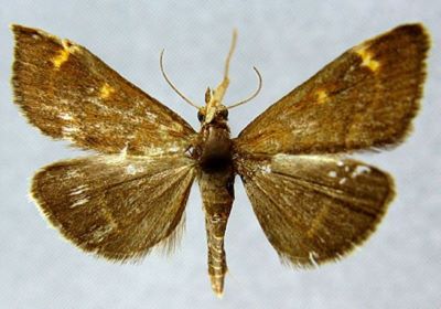 Pyrausta tapaishanensis (Caradja, 1938)