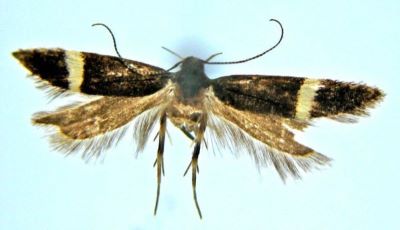 Anacampsis ussuriella (Caradja, 1920)