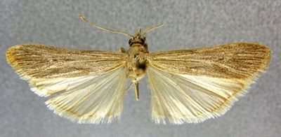 Epischnia elongatella (Caradja, 1916)