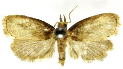 Isotornis nephelobathra (Meyrick, 1935)