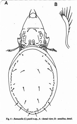 Ramusella (Insculptoppia) paolii, ord. Acari, fam. Oppiidae