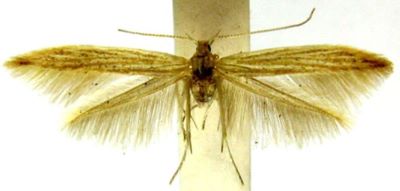 Coleophora atlanticella (Rebel, 1896)