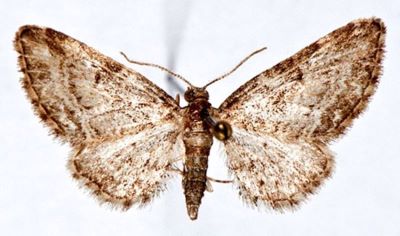 Eupithecia inturbata f. clujensis (Draudt, 1933)