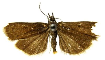 Asartodes lolotiella (Caradja, 1927)