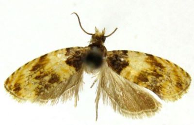Loxoterma latifasciana var. paleana (Caradja, 1916)