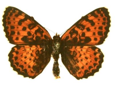 Melitaea didyma didyma (Esper, 1779)