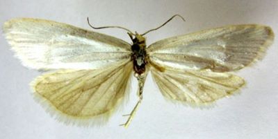 cnephasia argentana var. colossa; Cnephasia argentana (Clerck) var. colossa (Caradja, 1916)