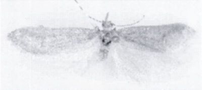 Deuterotinea balcanica (Zagulajev, 1972)