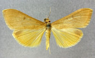 Mecyna polygonalis var. extinctalis (Caradja, 1916)