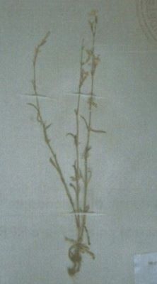 milițea; Silene nutans L. ssp. dubia (Herb.) (Zapal)