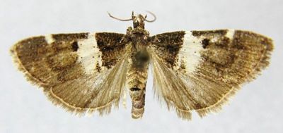 Stericta angustalis (Caradja, 1925)