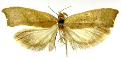 Cerostoma lucella (Fabricius, 1775), var. paralella (Caradja, 1939)