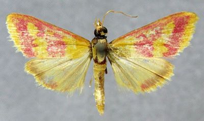 Pyrausta sanguinalis f. priscalis (Caradja, 1935)