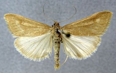 Pyrausta alpinalis var. insularis (Caradja, 1916)