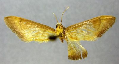 Crocidophora artatalis (Caradja, 1925)
