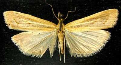 Crambus radicivittus (Filipjev, 1927)
