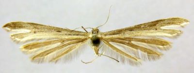 Stenoptilia alaii (Gibeaux, 1995)