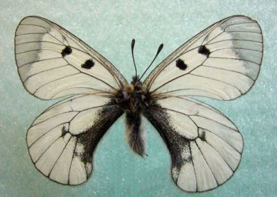 fluture; Parnassius mnemosyne transsylvanica (Schmidt, 1930)
