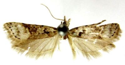 archostolla amblystoma; Archostola amblystoma (Diakonoff, 1989)