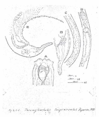 Paramylonchulus longisacculus (Popovici, 1990)