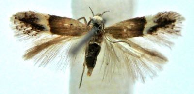 Anacampsis argyrolobiella (Chretien, 1920)