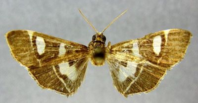 Glyphodes nigribasalis (Caradja, 1925)