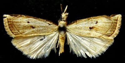 Calamotropha okanoi (Bleszynski, 1961)