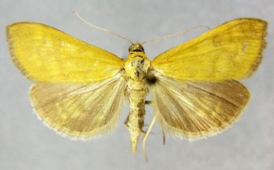 Pyrausta flavalis var. cuencalis (Caradja, 1916)