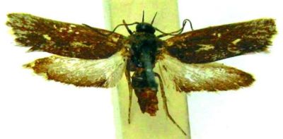 Psecadia pseudoscythrella (Rebel, 1902)