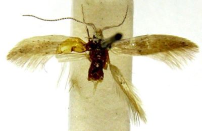 Coleophora salsolella (Chretien, 1915)
