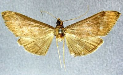 Bradina intermedialis (Caradja, 1932)