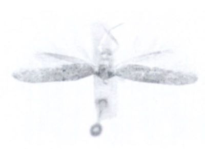 Anybia piperatella (Walsingham, 1897)