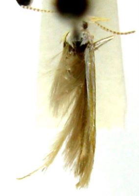 Coleophora cristinae (Căpușe, 1971)