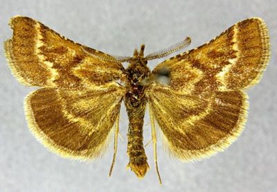 Cledeobia bombycalis f. sepialis (Caradja, 1925)